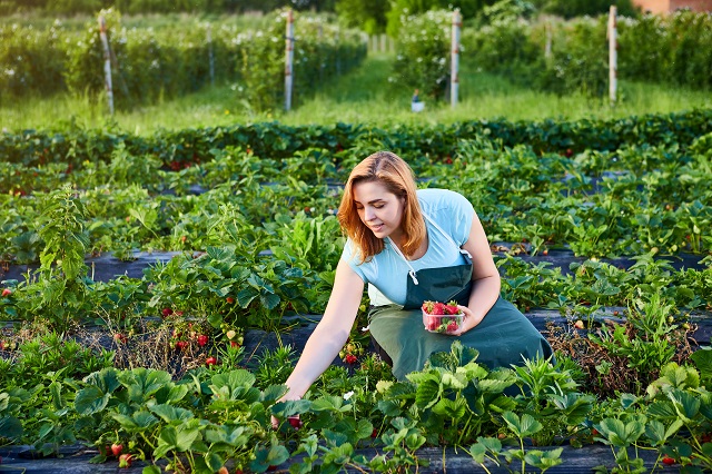 Grafika osoba zbierająca truskawki na polu